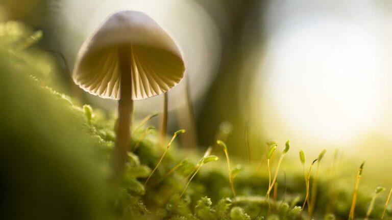 What To Do If Cricbet99 Withdrawal Password Is Forgotten?